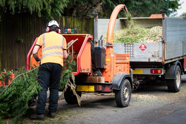 Trusted York, SC Tree Service Experts